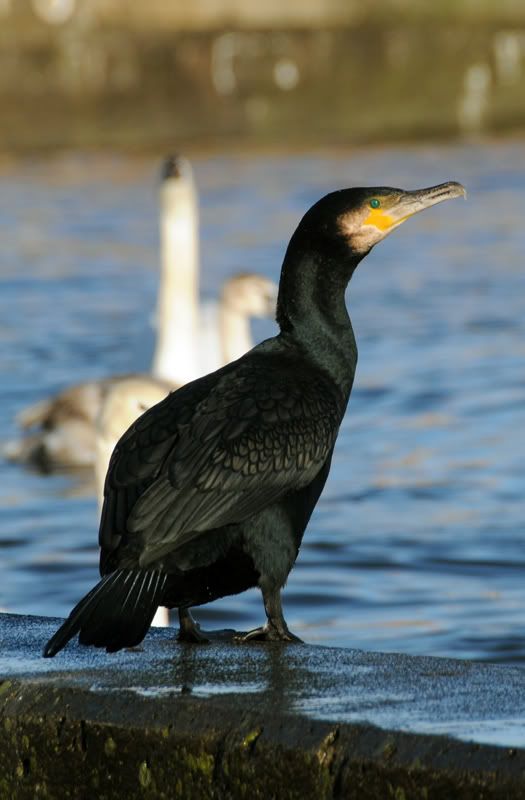 cormorant010110800.jpg