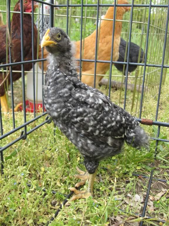 Barred Rock pullet or cockerel? Pic HEAVY! BackYard Chickens Learn