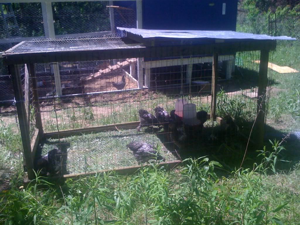 Rooster HousesWho Uses Them?