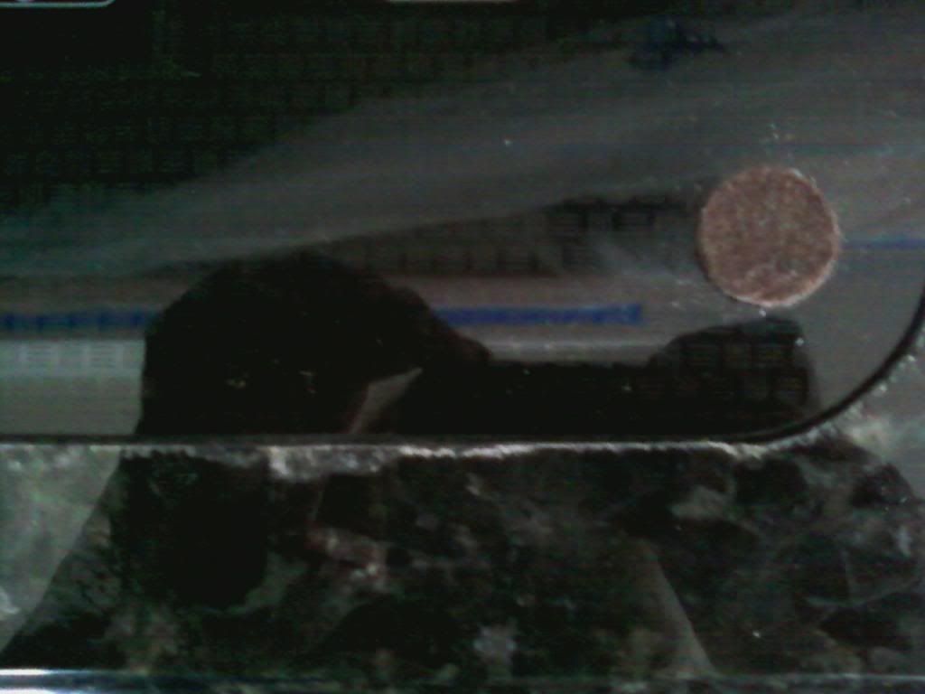Granite cutout around cooktop photo Cooktopgranitecutout.jpg