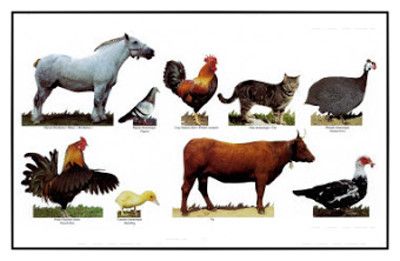       Farm-Animals-Print-C