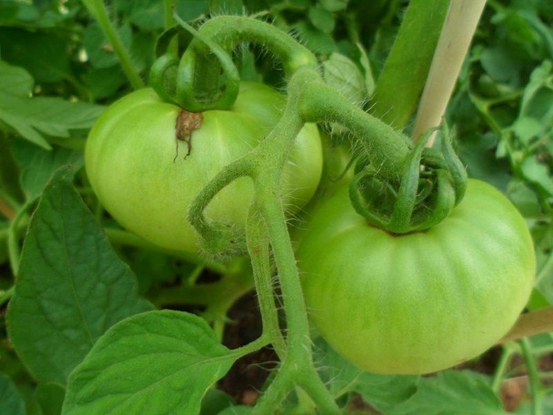 Why are our tomatoes popping? Survivalist Forum
