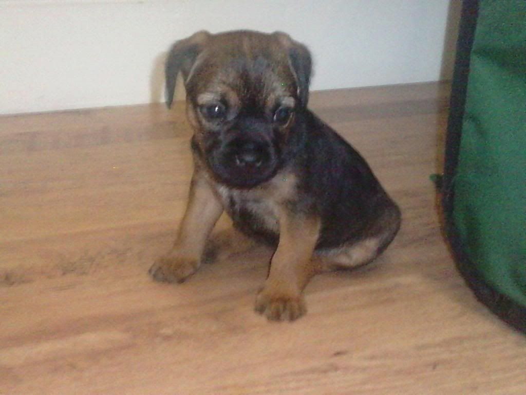 scrabblepuppy1.jpg