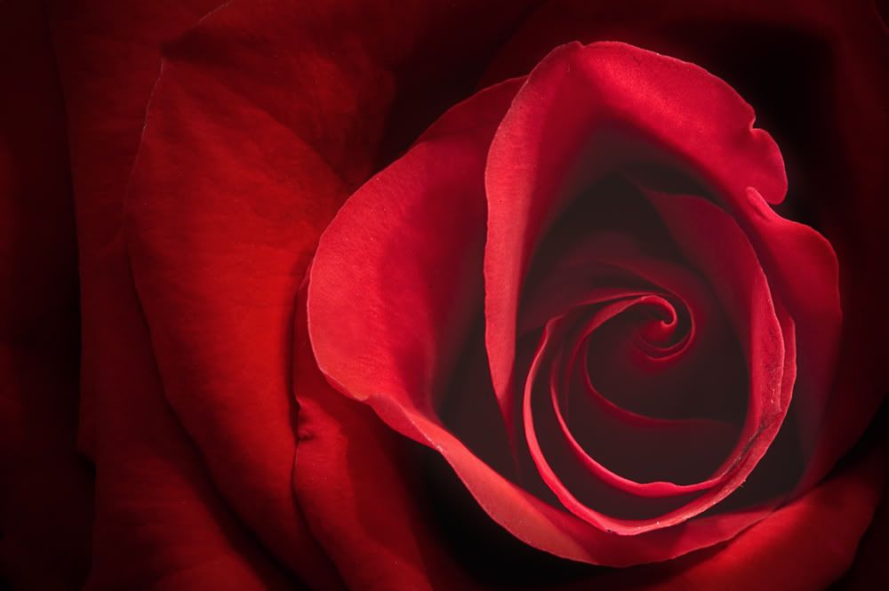 Red Rose Pictures, Images and Photos