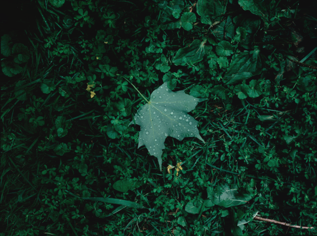 Maple-Leaf-UP.gif