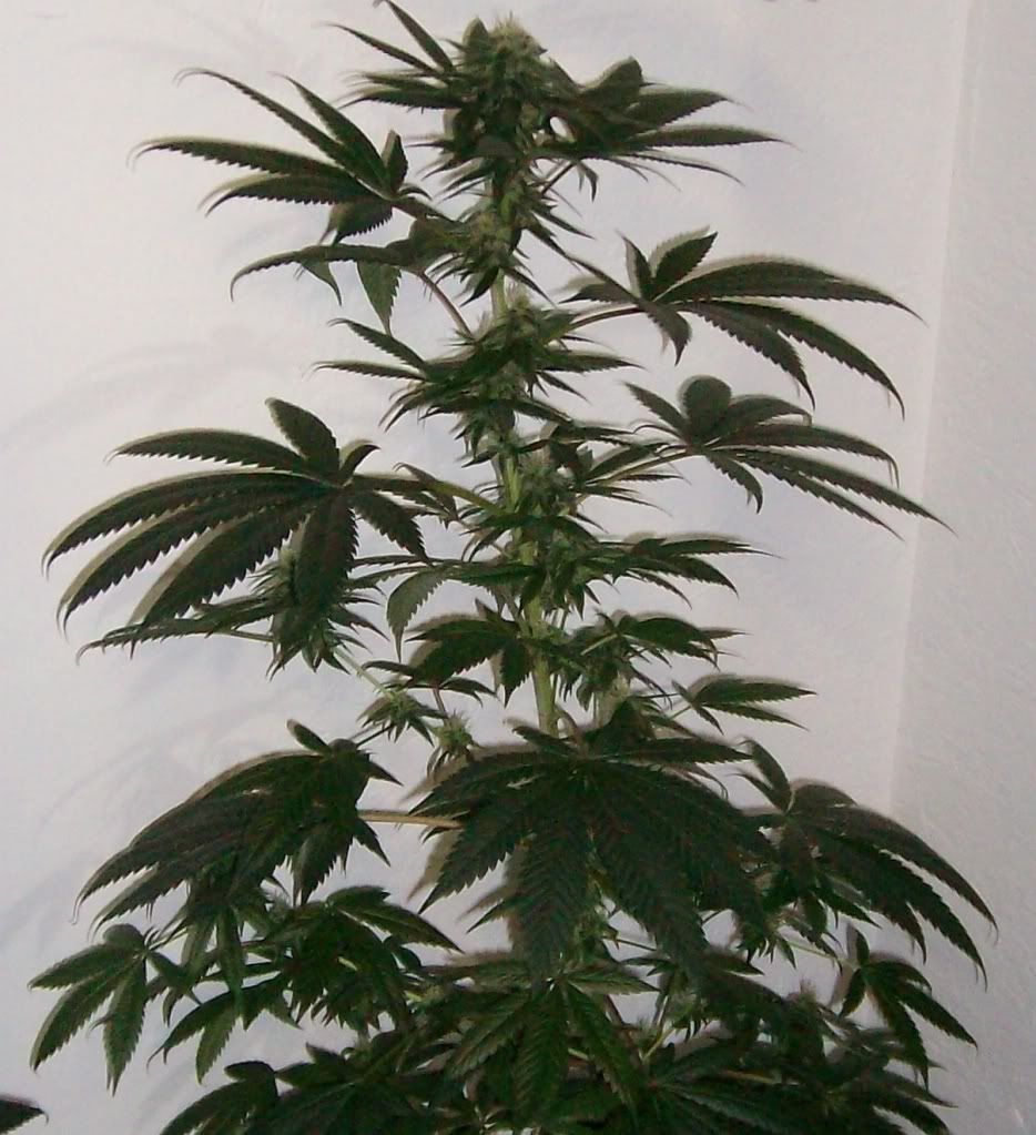 Cannabis Sative Cannabis plant in flower stage