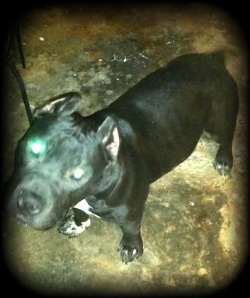 staffordshire bull terrier pedigree database