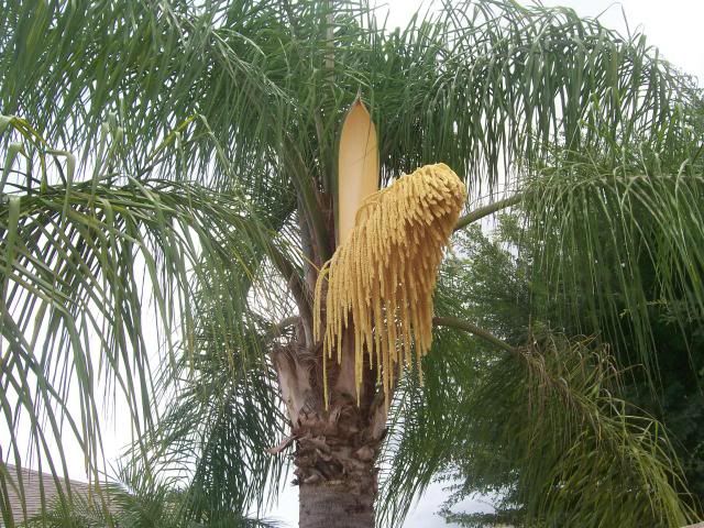 Queen+Palm+Seed+Pods+Photos You can see another unripe pod to the left of the open one. And there ...