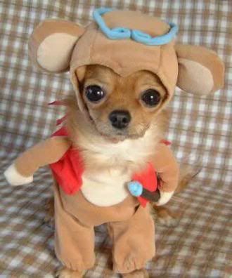 dog-costume.jpg