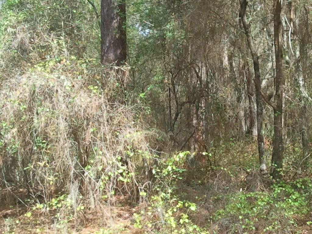 Extreme Composting - Homesteading Questions