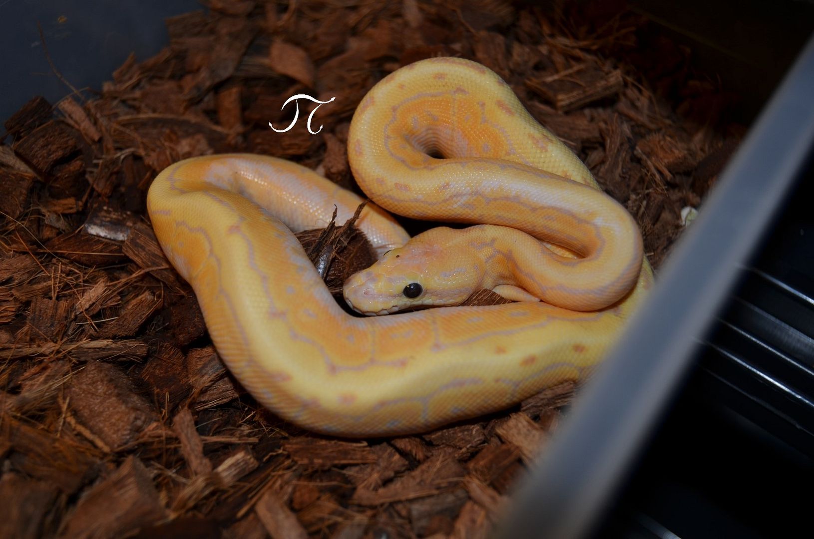BananaSpotEnchiPin_zpsizaieuxi.jpg
