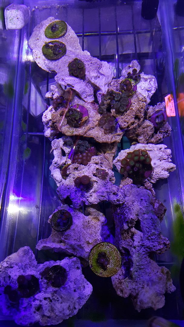 Zoa Garden The Reef Tank