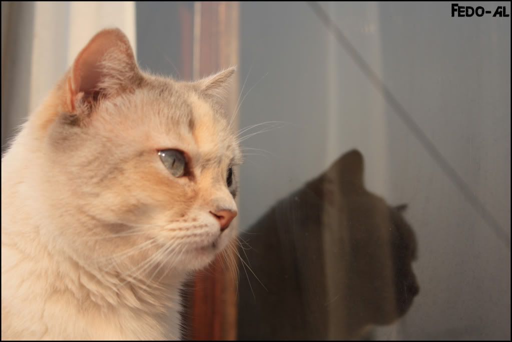 Argentina,Cat,Cat - Window,gato,glass,reflejo,reflex,ventana,vidrio,Window