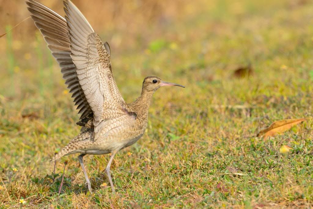 小杓鷸 - 鴴形目 charadriiformes - hkwildlife.